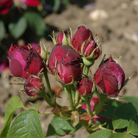 Rose plant with multiple closed red buds and green leaves