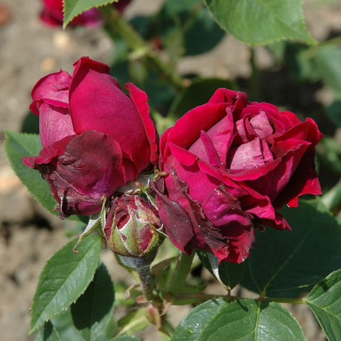 Three rose blooms and a green bud on a leafy stem