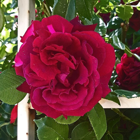 Red-pink rose bloom with layered petals and green leaves on the stem