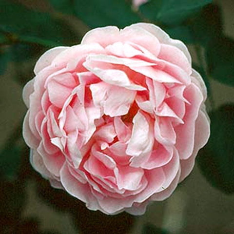 Pink double rose bloom with layered petals and pale ruffled edges