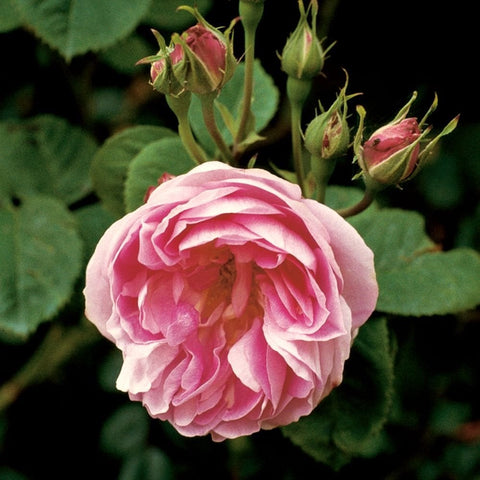 Pink double rose bloom with buds and green leaves on stems