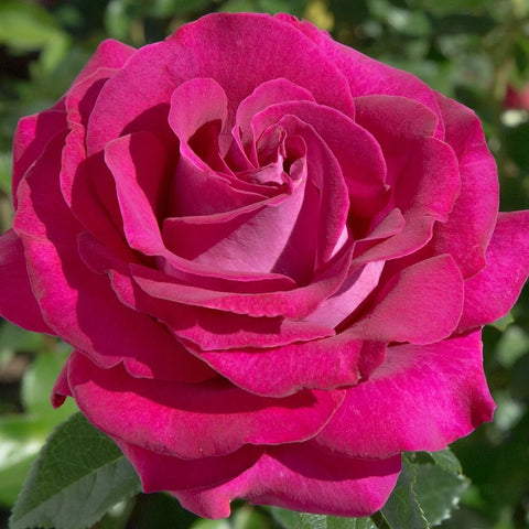Belles Rives rose bloom with bright pink layered petals