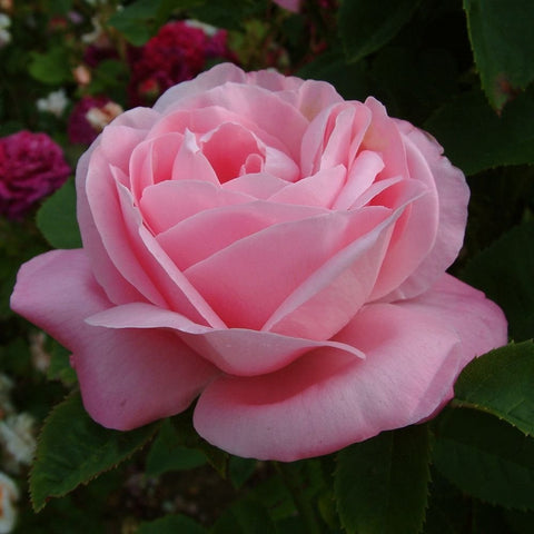 Pink rose bloom with layered petals and green leaves, close-up view
