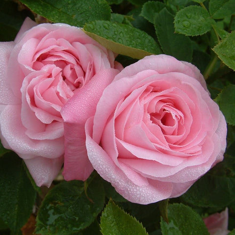 Pair of pale pink rose flowers with raindrop texture and green foliage