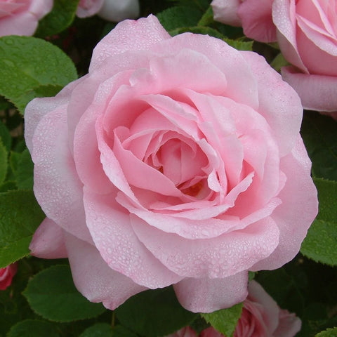 Light pink rose blossom with ruffled layers and green leaf background