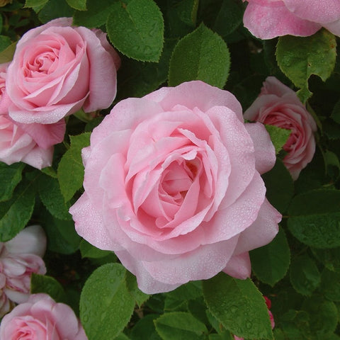 Pink rose cluster with three blooms and green leaves around the flowers