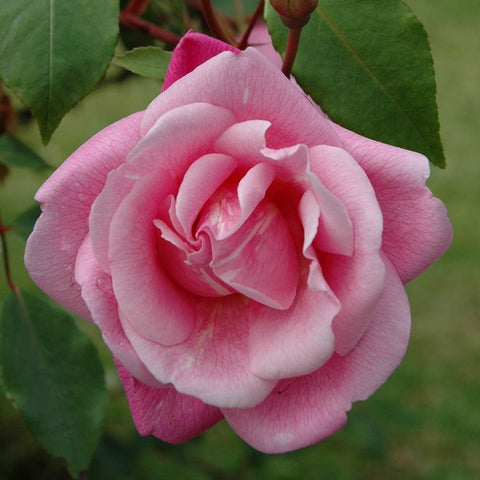Light pink rose bloom with layered petals and green leaves on stem