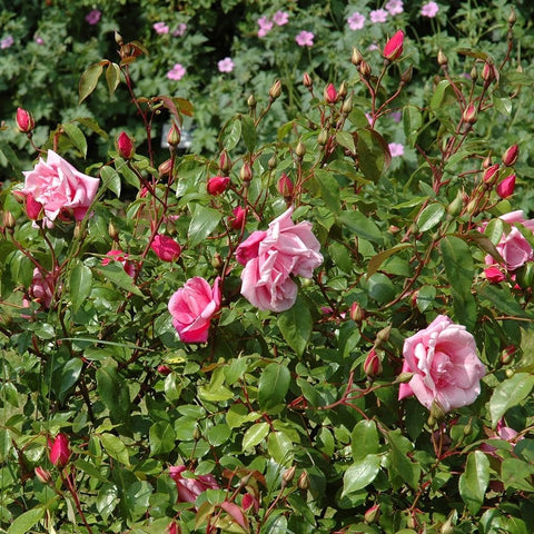 Pink rose shrub with multiple blooms and buds among green leaves