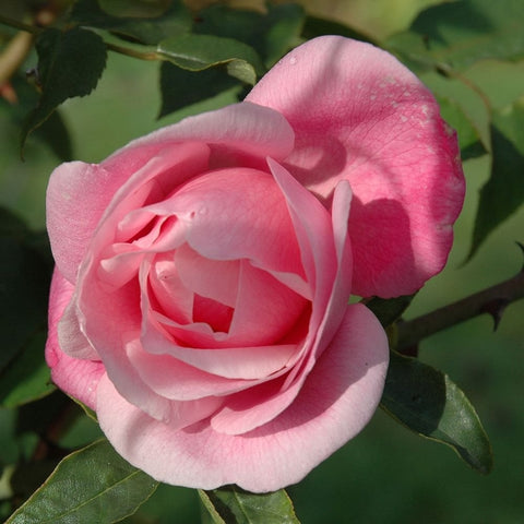 Two-tone pale pink and rosy rose bloom with green leaves on stem