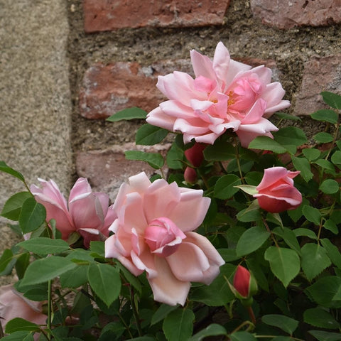 Pink rose blossoms and buds with green leaves on thorny stems
