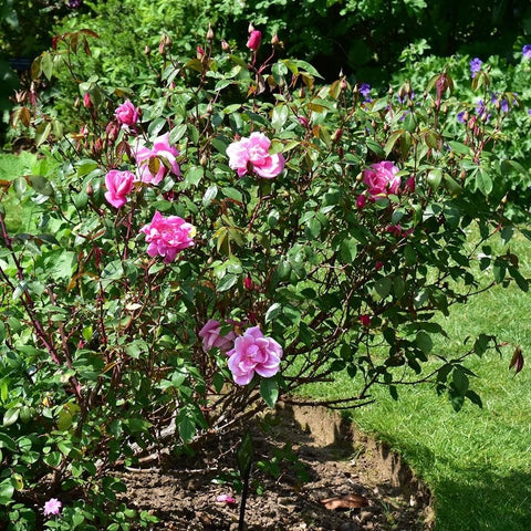 Pink rose shrub with several blooms and buds on branching stems