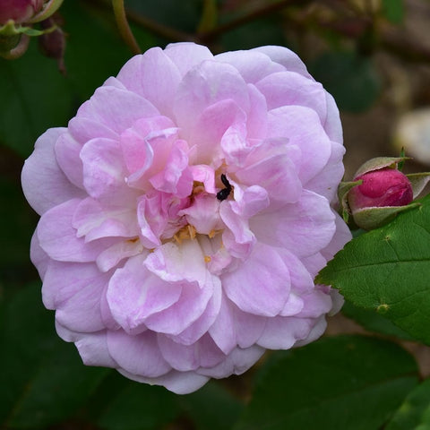 Pale lavender-pink double rose bloom with layered petals and small red buds nearby