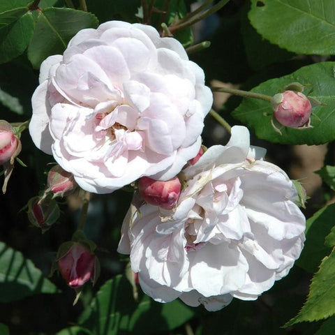 White double rose flowers with layered petals and several red rose buds on stems
