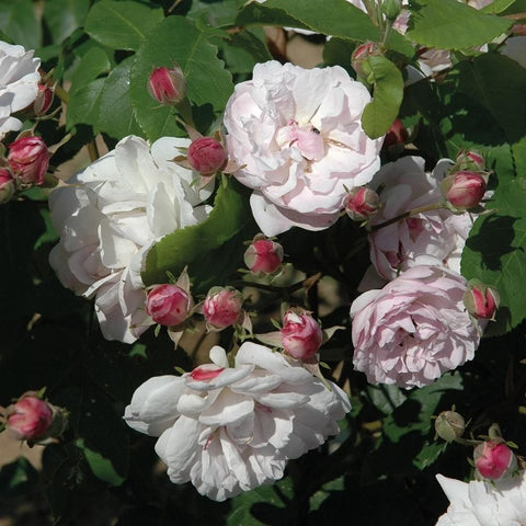 Cluster of white double rose blooms with pink buds and green leaves on the plant