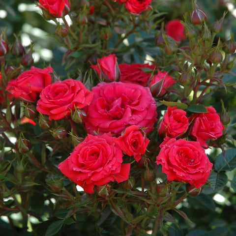 Red roses with green leaves and flower buds on a blooming rose plant