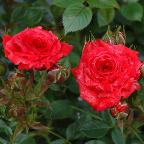 Two large red roses with green leaves and small buds on a rose plant