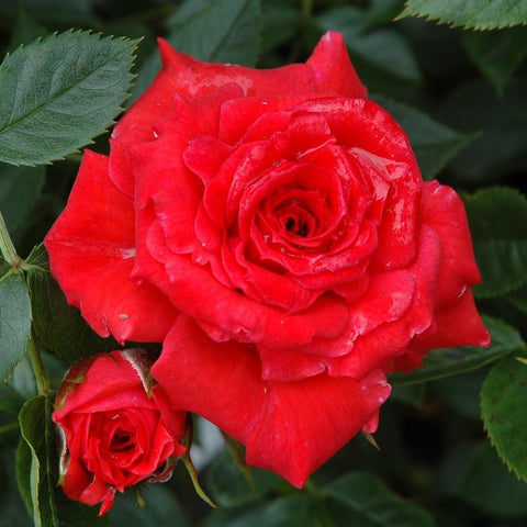 Close-up red rose with green leaves and a small bud on a rose plant