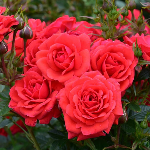 Red rose cluster with green leaves and flower buds on a rose plant