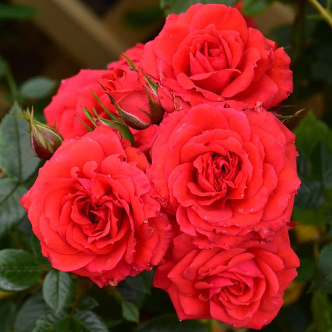 Four red roses with green leaves and several buds on a rose plant