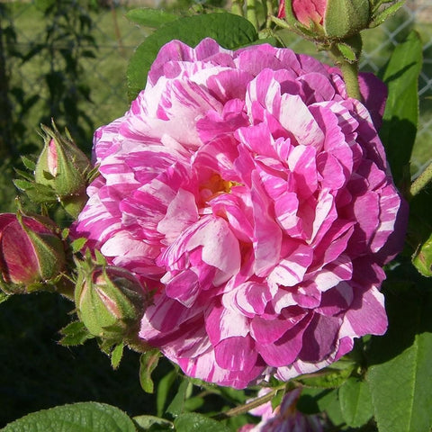 Vivid pink and white striped rose flower with buds and green foliage on stems.