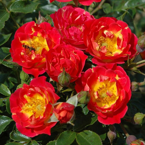 Red rose blossoms with yellow centers and green leaves on a branching stem.