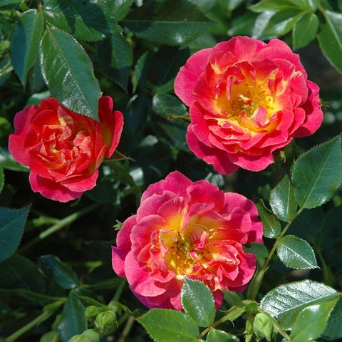 Pink-red rose blooms with yellow centers and serrated green leaves; several buds visible.