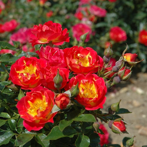 Cluster of red rose flowers with golden-yellow centers and green leaf foliage; buds shown.