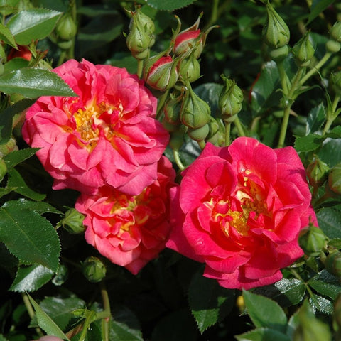 Bright pink-red rose blooms with yellow centers beside unopened buds and green leaves.