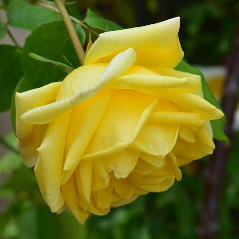 Pale yellow double rose bloom with layered petals and green leaves