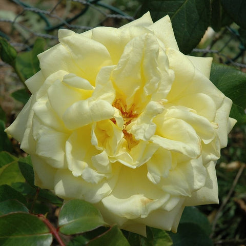 Creamy white double rose bloom with layered petals and green leaves