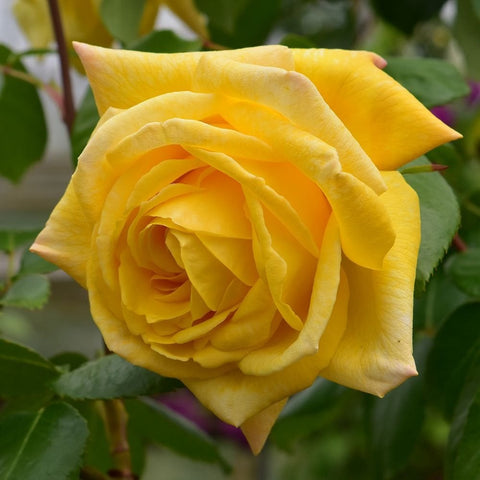 Yellow double rose bloom with layered petals and green leaves