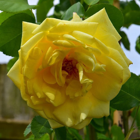 Yellow double rose bloom with layered petals and dark green leaves