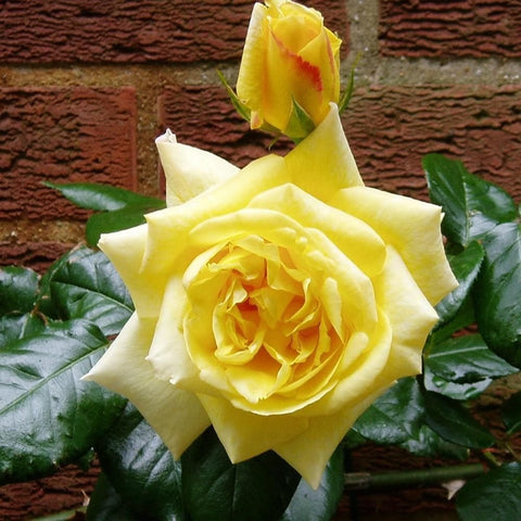 Yellow rose bloom with layered petals and glossy green leaves