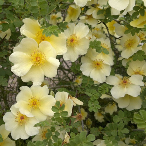 Canary bird shrub branches with pale yellow flowers and overlapping green leaves