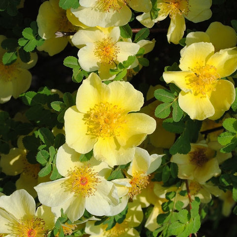 Canary bird shrub with pale yellow, five-petal flowers and green leaf clusters