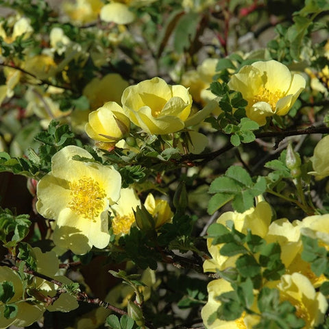 Canary bird shrub with light yellow blossoms, buds, and dense green foliage