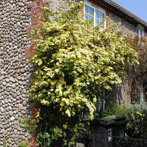 Canary bird shrub with abundant yellow blooms and leafy green canopy
