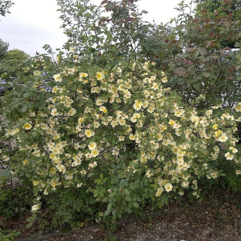 Canary bird shrub hedge with masses of small yellow flowers and green leaves