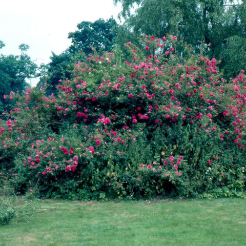 Pink rose garden bush with clusters of blooming flowers and green foliage