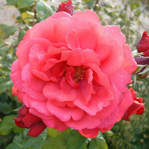 Pink cerise rose flower with layered petals and small buds