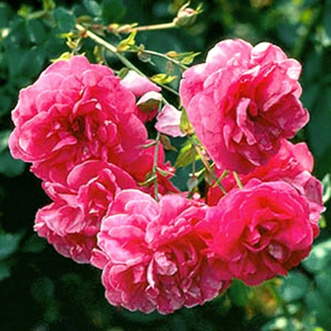 Cluster of pink rose blossoms on green stems with buds