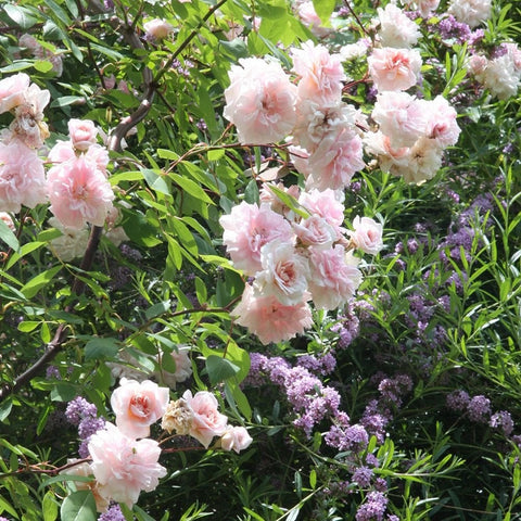 Rose bush with pale pink double flowers among dense green foliage