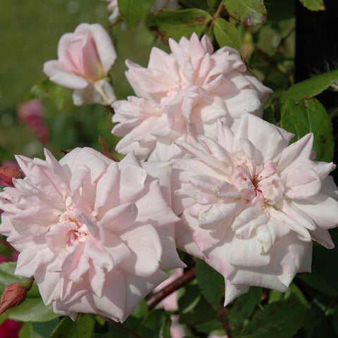 Rose bush with pale pink ruffled double flowers and green leaves