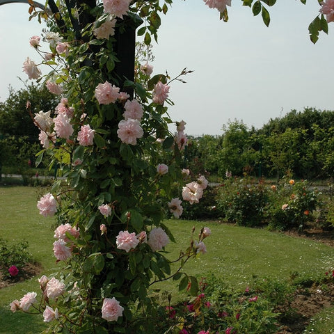 Climbing rose with pale pink double flowers and leafy stems in a garden bed