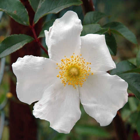 Cooper's Burmese rose bloom: white 5-petal flower with yellow stamens and leaves