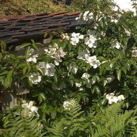 Cooper's Burmese rose shrub with clusters of white blooms and green foliage