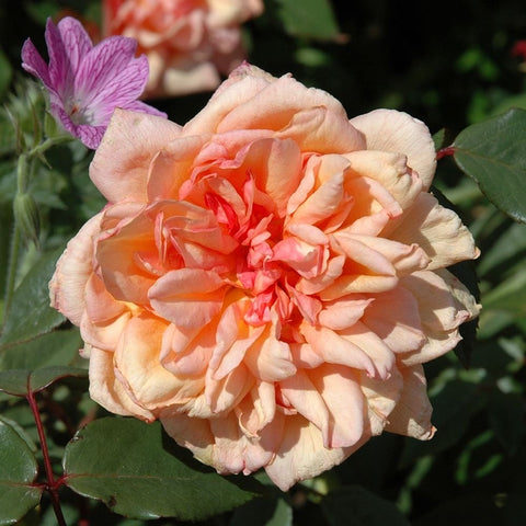 Clementina Carbonieri rose bloom with pale peach and coral ruffled petals