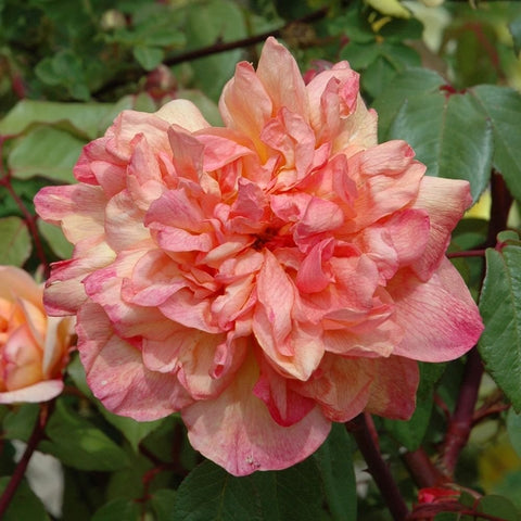 Clementina Carbonieri rose flower with coral-pink and cream ruffled petals