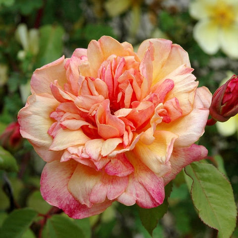 Clementina Carbonieri rose bloom with peach, pink, and cream layered petals and green leaves