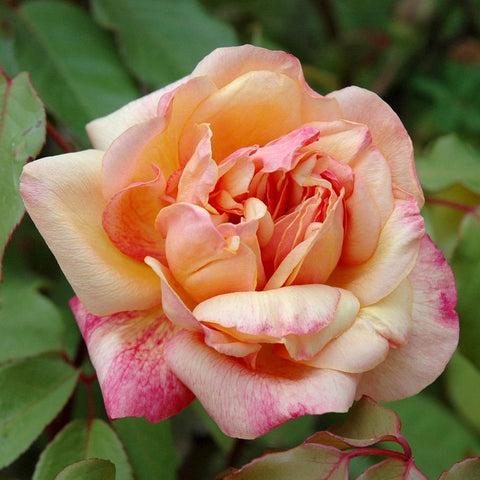 Clementina Carbonieri rose flower with orange center and pale pink outer petals